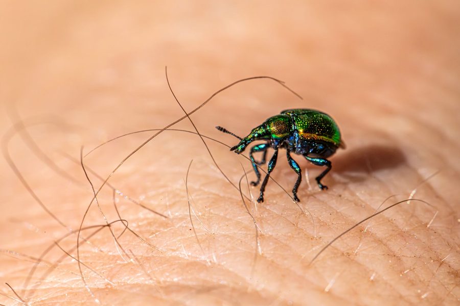 Pest Control in Guajome