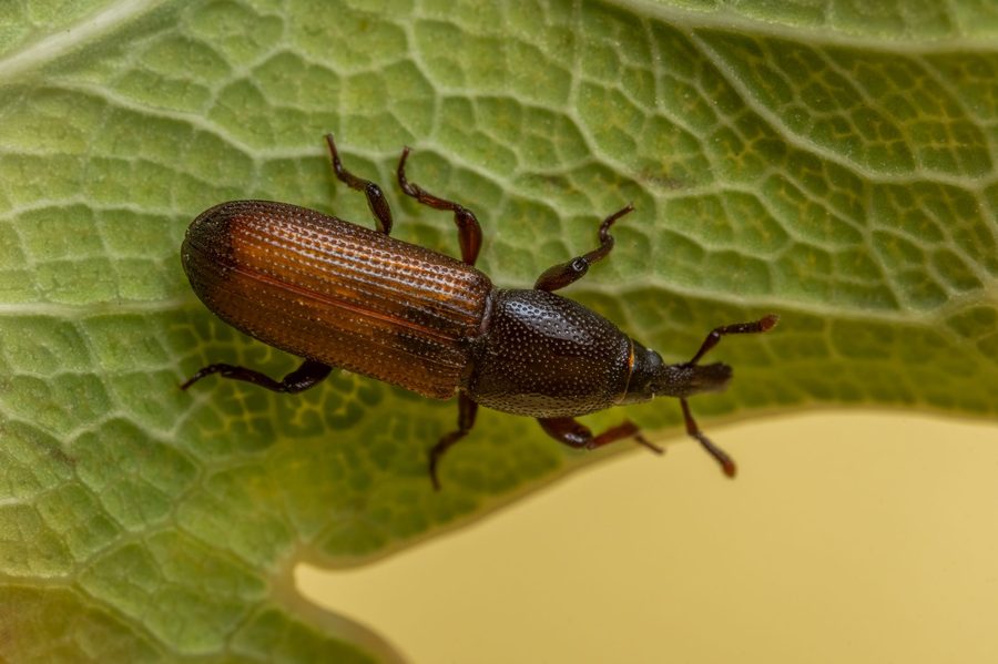Pest Control in Barrett Junction